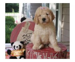 F2 English Cream Goldendoodle puppies